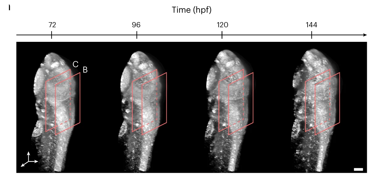 Open access visualization of Microscopy, 3D Reconstruction, Zebrafish Larva, h2b:gfp, Live Imaging
