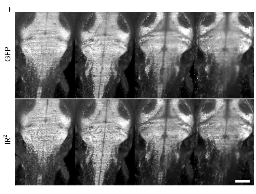 Open access visualization of Microscopy, Z Planes, Detection Depth, Fish Larva, Endogenous GFP