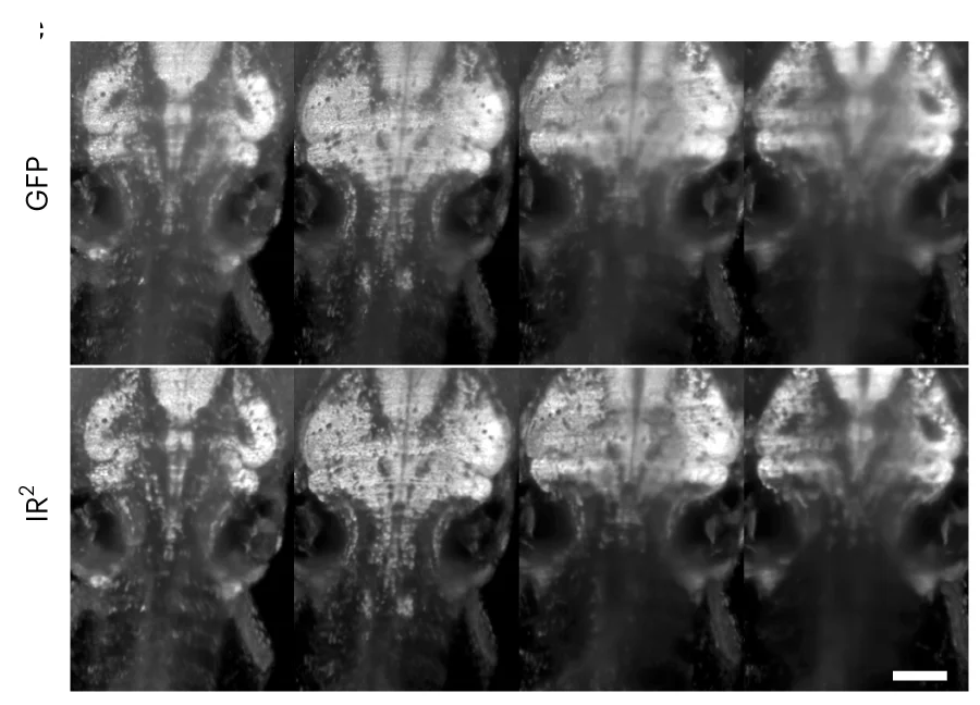 Open access visualization of Microscopy, Z Planes, Detection Depth, Fish Larva, Endogenous GFP