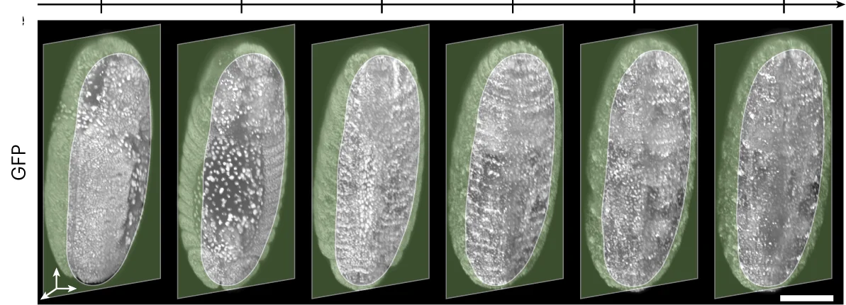Open access visualization of Microscopy, 3D Reconstruction, Fly Larva, His2AV-GFP, Live Imaging