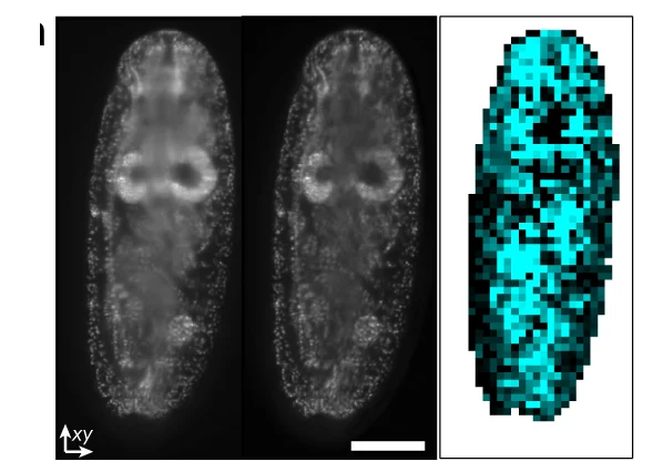Open access visualization of Microscopy, Heatmap, Spatial Mapping, Information Content Gain, Z Planes