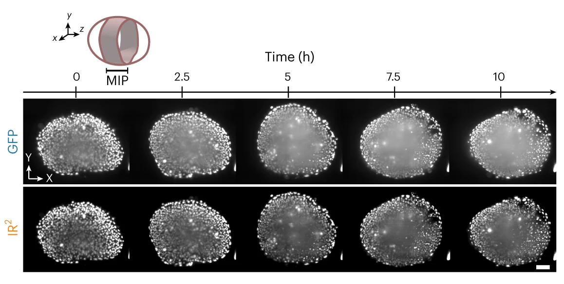 Open access visualization of Microscopy, Maximum Intensity Projections, Z Planes, Pescoid, GFP Images