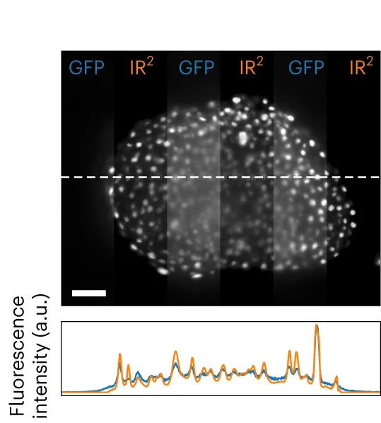 Open access visualization of Microscopy, Line Plot, Z Plane, GFP Images, IR 2 Images