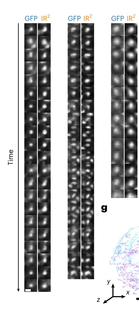 Open access visualization of Microscopy, 3D Plot, Cell Tracks, GFP, IR 2