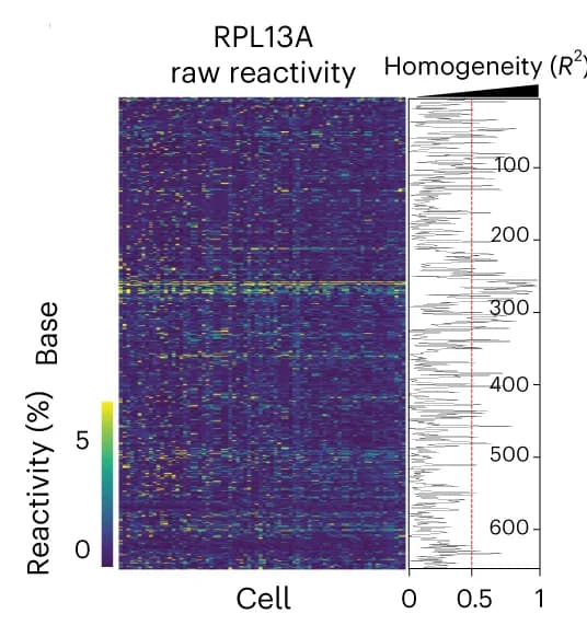 Open access visualization of Heatmap, Line Plot, Base Reactivity, hESCs, Stable Transcript