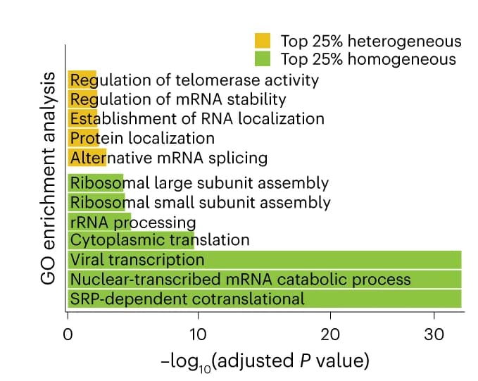 Open access visualization of Bar Plot, GO Terms, Heterogeneous Transcripts, Homogeneous Transcripts, P Values