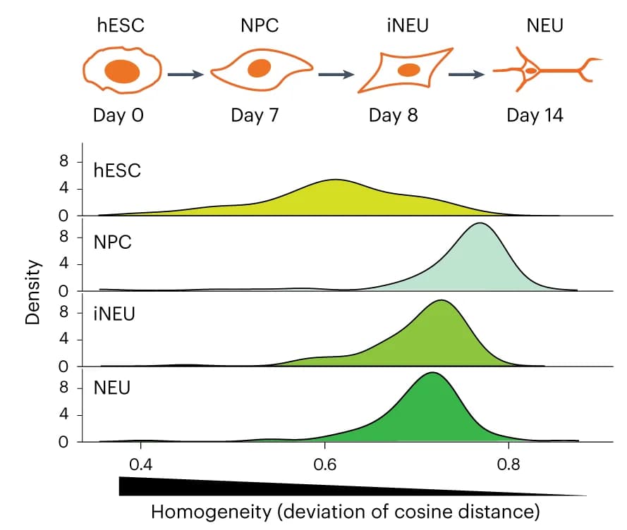 Open access visualization of Line Plot, Density Plot, Illustration, Neuronal Differentiation, Gene-Level Heterogeneity