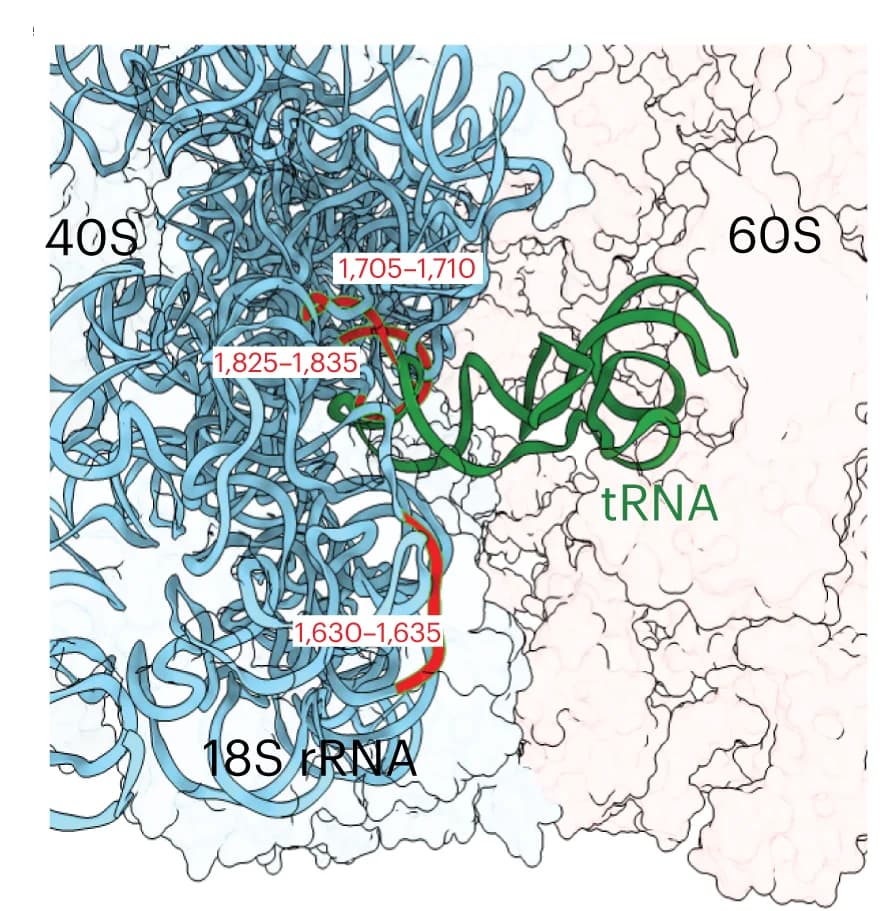 Open access visualization of Protein Structure, 18S rRNA, Heterogeneous Region, Three-Dimensional Model, Transfer RNA