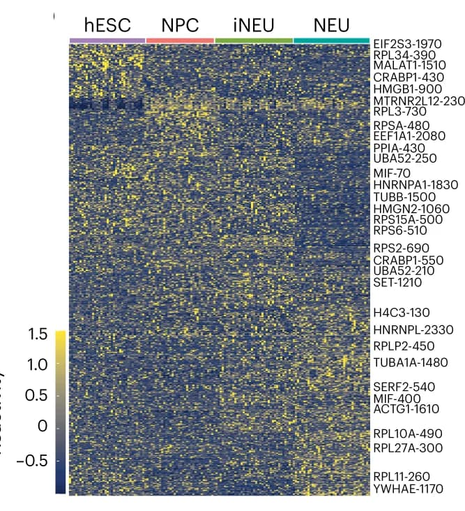 Open access visualization of Heatmap, Reactivity, Stage-Specific Structures, Neuronal Differentiation, Single Cell