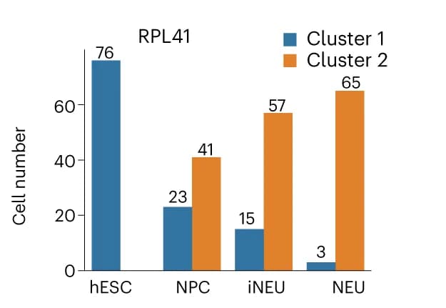 Open access visualization of Bar Plot, Clustered, Unsupervised Clustering, RPL41 RNA Structures, Single Cells