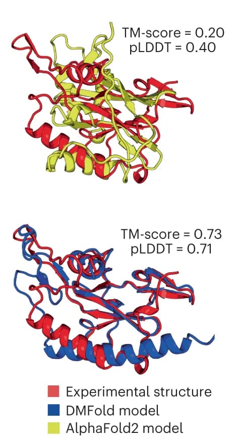 Open access visualization of Protein Structure, FM domain, T1043-D1, Structural Models, AlphaFold2