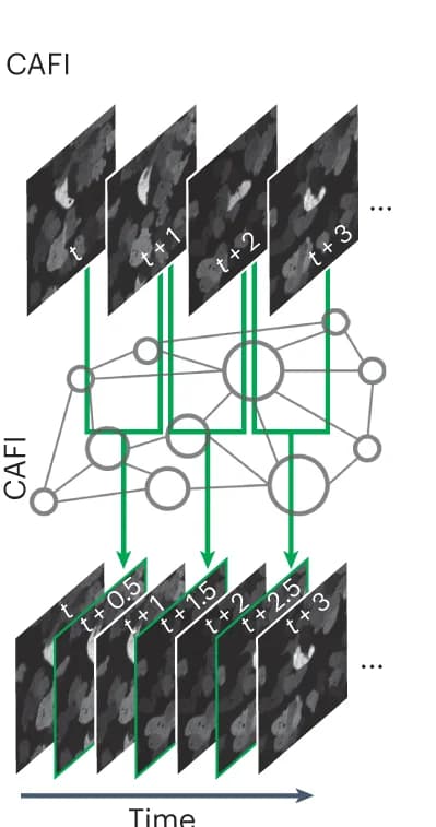 Open access visualization of Network, Microscopy, Workflow, CAFI, Interpolation