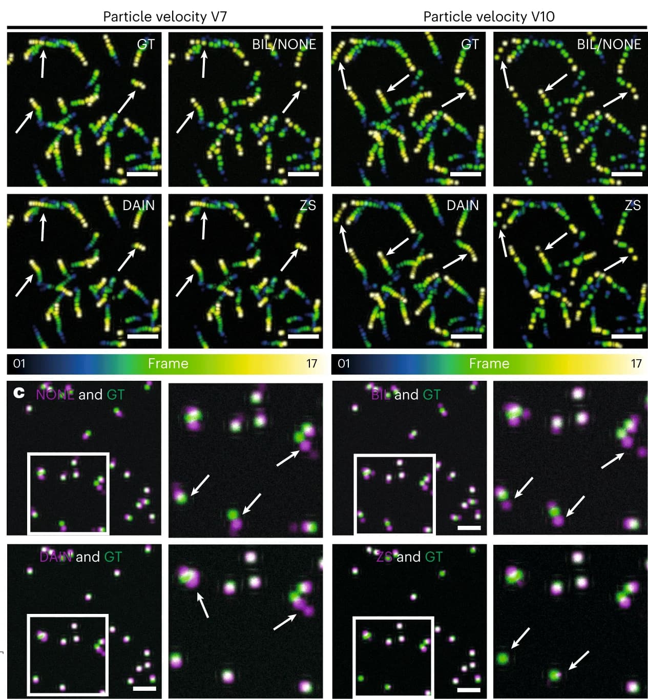 Open access visualization of Microscopy, Temporal Color-Coded Projection, Image Sequences, Interpolation Methods, Particle Velocities
