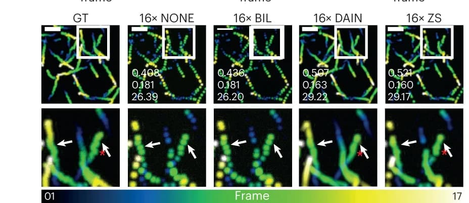 Open access visualization of Microscopy, Temporal Color-Coded Overlaid Projection, Interpolated Image Sequences, Ground Truth, SSIM