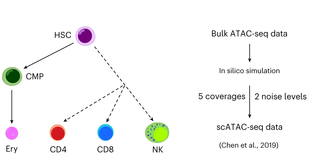 Open access visualization of Workflow, Flowchart, scATAC-seq Datasets