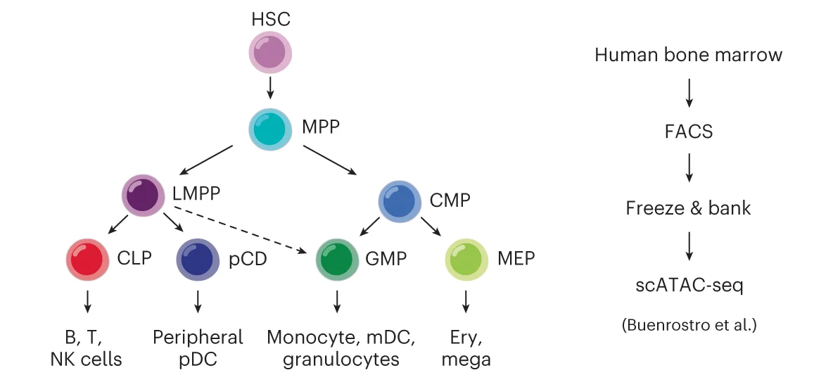 Open access visualization of Workflow, Flowchart, scATAC-seq, Cell Types, Buenrostro et al. dataset