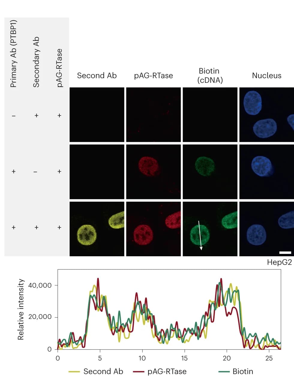 Open access visualization of Microscopy, Line Plot, Immunofluorescence Imaging, Secondary Antibody, pAG-RTase