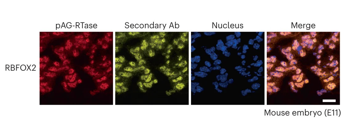 Open access visualization of Microscopy, Immunofluorescence Imaging, pAG-RTase, Secondary Ab, Nucleus