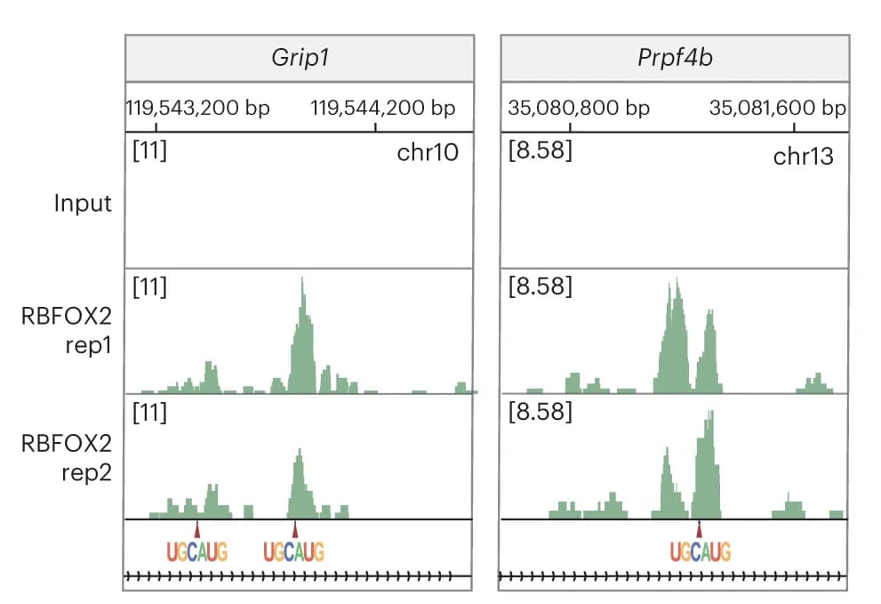 Open access visualization of Line Plot, IGV Snapshots, RBFOX2, ARTR-seq, Mouse Embryos