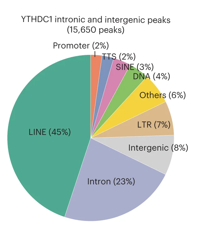Open access visualization of Pie Chart, Genomic Feature Distribution, YTHDC1, Intronic Binding Peaks, Intergenic Binding Peaks