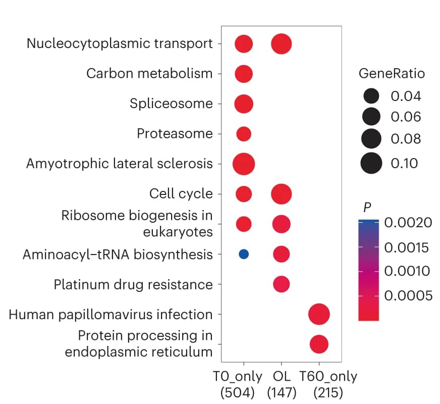 Open access visualization of Bubble Plot, KEGG Enrichment Analysis, RNA Targets, Pathways, ClusterProfiler Package