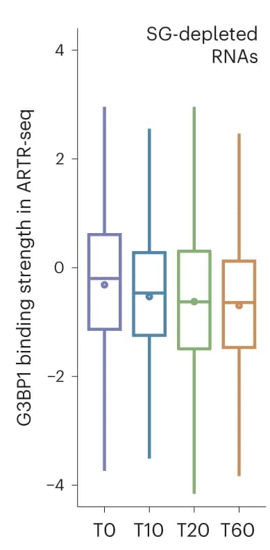 Open access visualization of Box Plot, Boxplots, G3BP1 Binding Strength, SG-Depleted RNAs, ARTR-seq