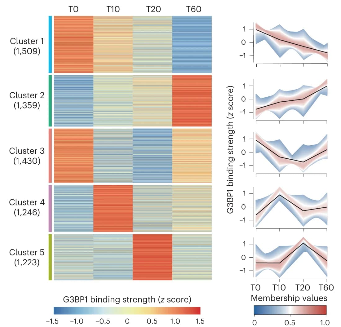 Open access visualization of Heatmap, Line Plot, G3BP1 Binding Strength, RNA Clusters, Fuzzy c-means