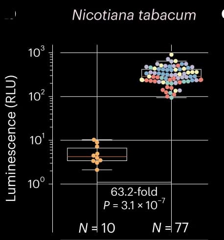 Open access visualization of Box Plot, Scatter Plot, Nicotiana Tabacum, Leaves