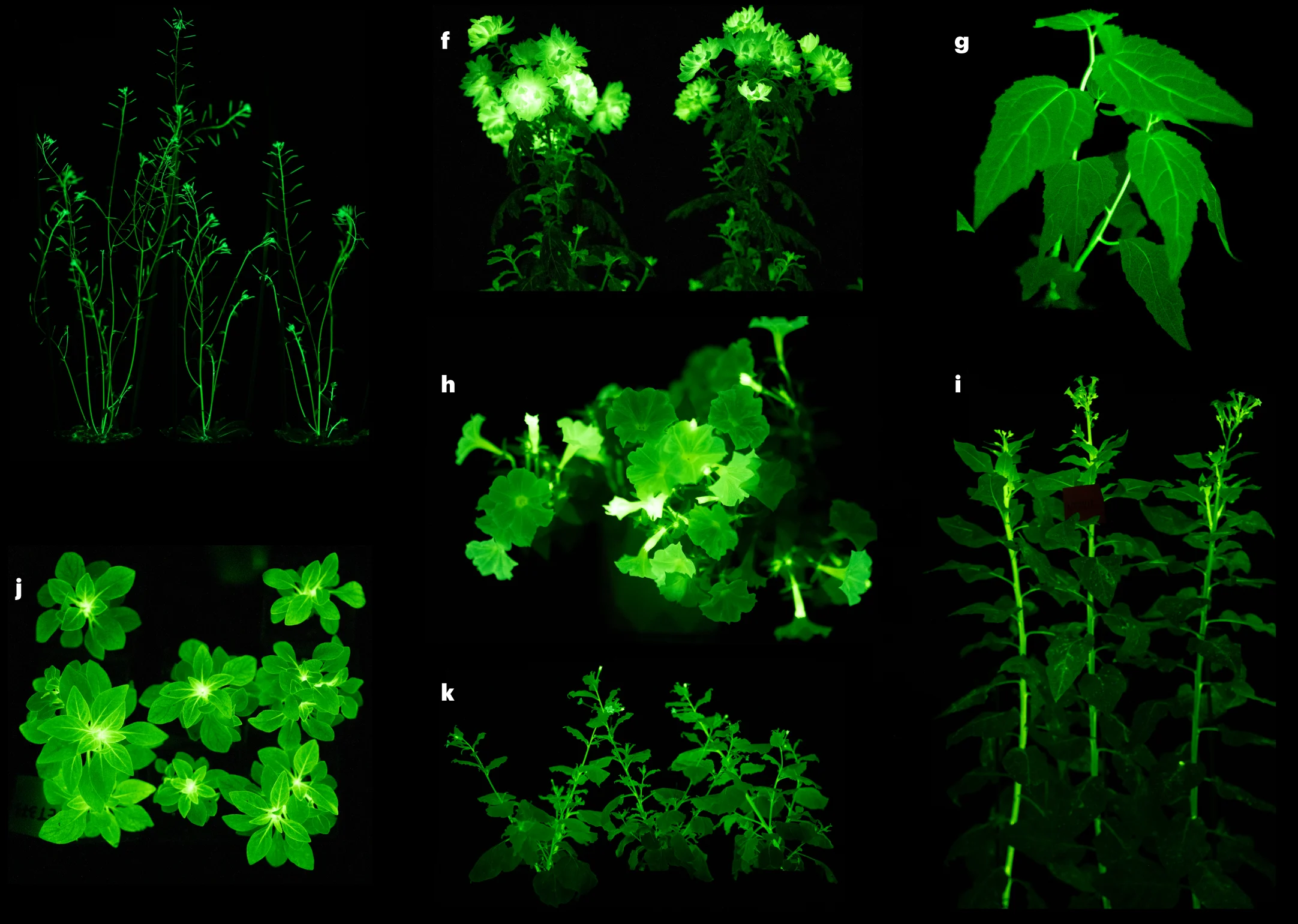 Open access visualization of Photo, Arabidopsis Thaliana, FBP2, Photos
