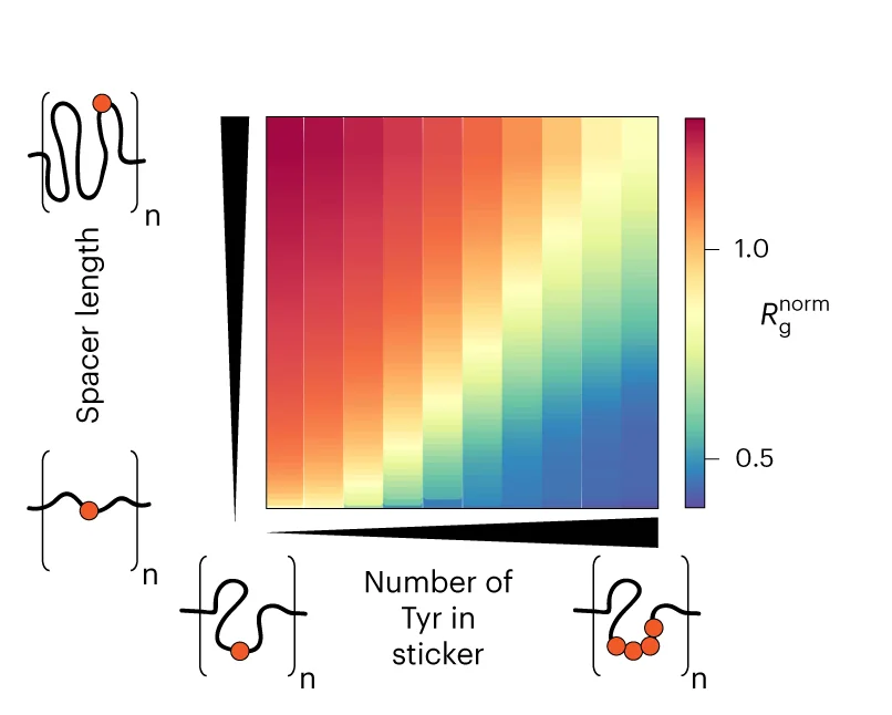 Open access visualization of Heatmap, Radius of Gyration, StickerSpacer IDRs, GlycineSerine Repeats, Tyrosine Residues