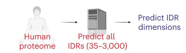 Open access visualization of Workflow, Illustration, ALBATROSS, Sequence-dependent ensemble predictions, IDRs