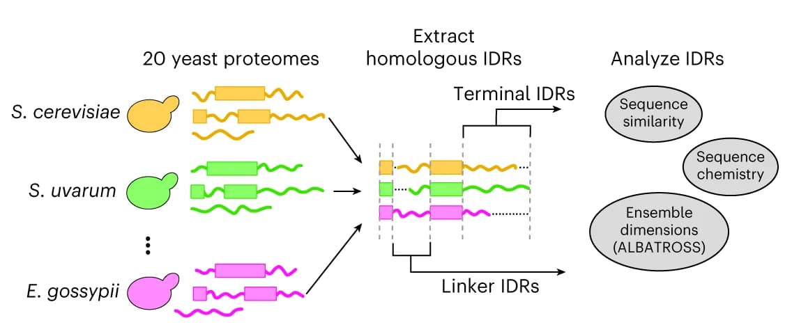 Open access visualization of Workflow, Flowchart, Yeast Proteomes, Homologous Proteins, IDRs