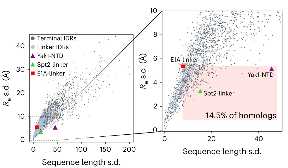 Open access visualization of Scatter Plot, Homologous IDRs, Sequence Length, Amino Acids, Re Values