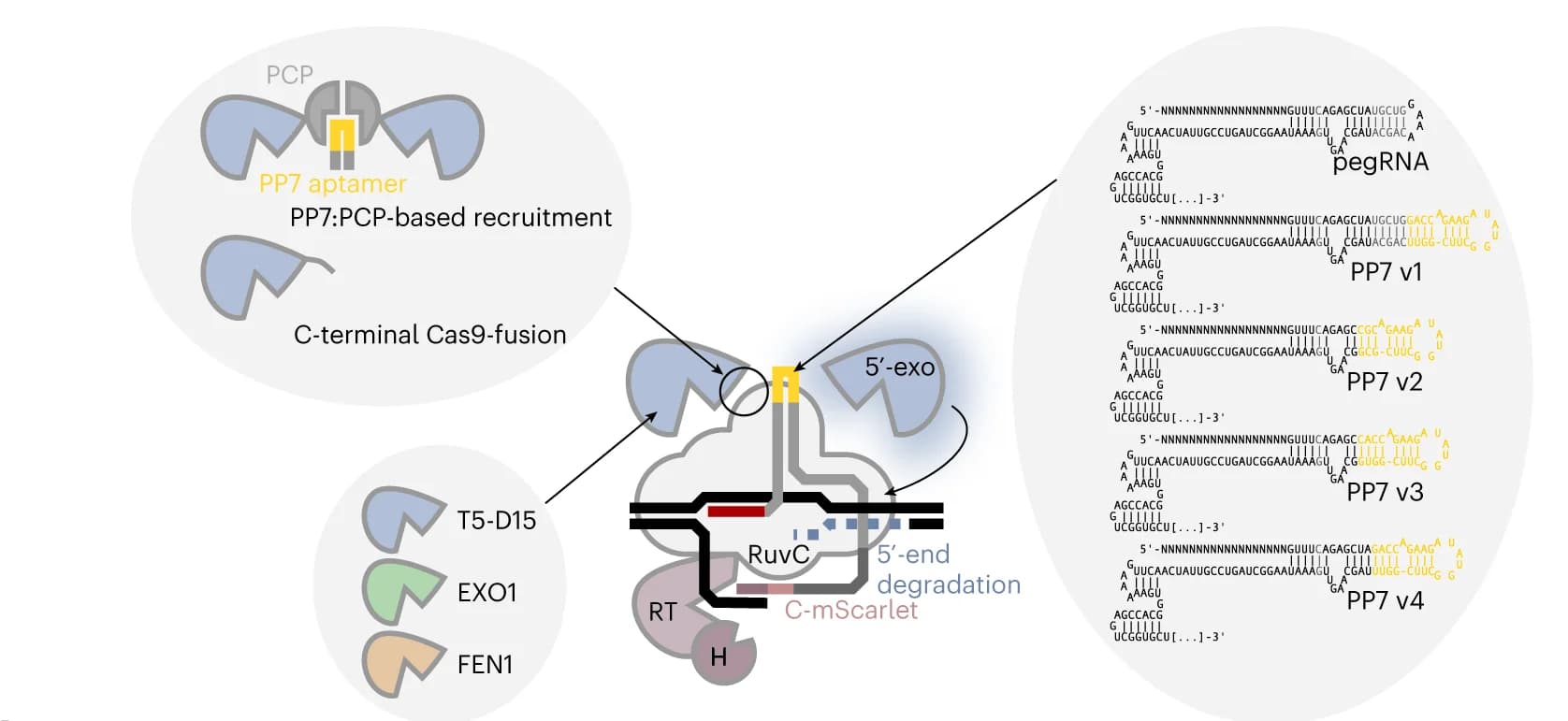 Open access visualization of Workflow, Illustration, Exo-PE Designs, Recruitment Mechanism, Exonuclease