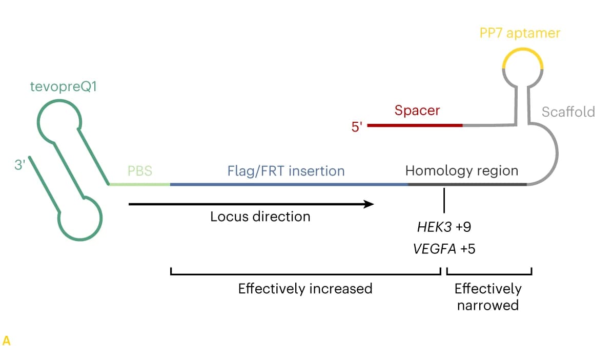 Open access visualization of Workflow, Illustration, HEK293T, Heterozygous SNP, Insertion Site