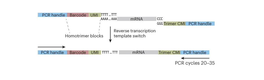 Open access visualization of Workflow, Flowchart, Illustration, Schematic, Homotrimer UMI