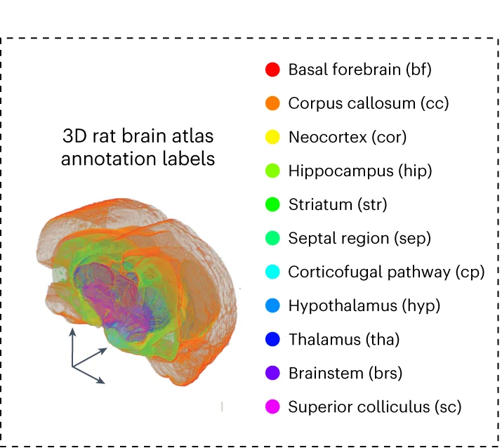 Open access visualization of 3D Plot, Atlas Annotations, Brain Structures