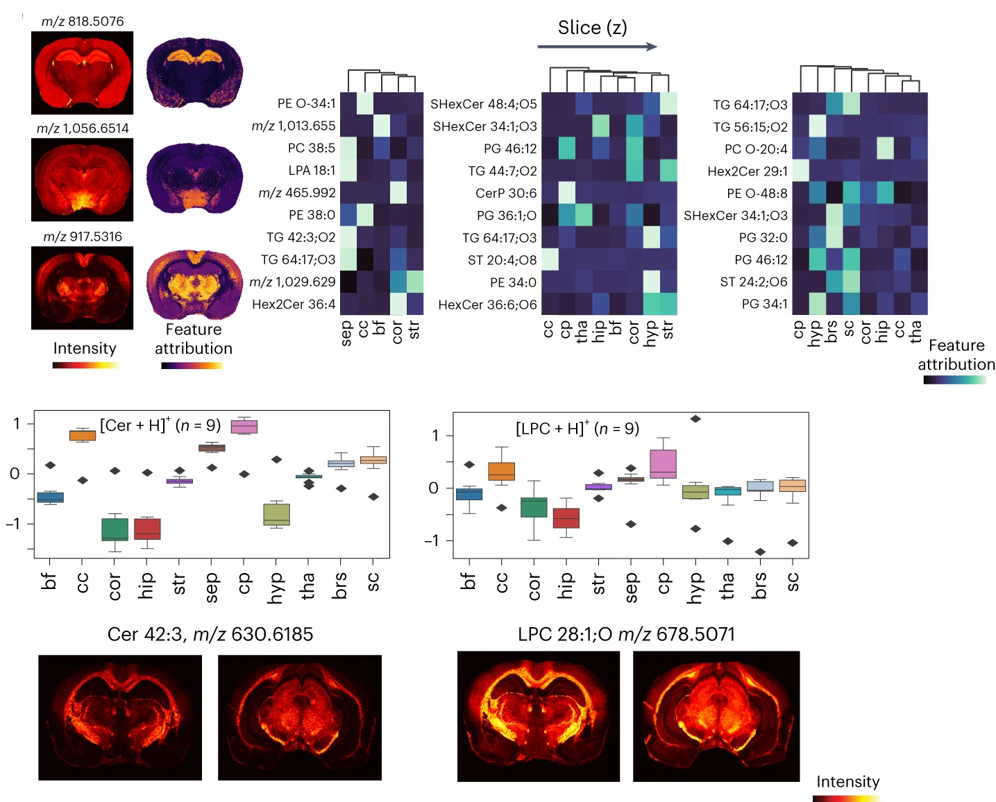 Open access visualization of Box Plot, Heatmap, Microscopy, Machine Learning Model, Brain Regions