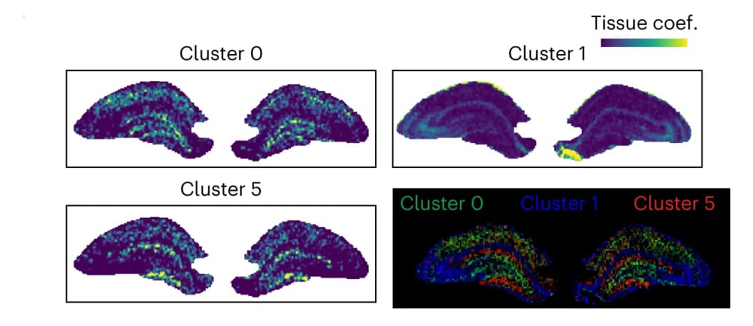 Open access visualization of Heatmap, Clustered, Cell Type Contributions, Chemical Dictionaries, Tissue Data