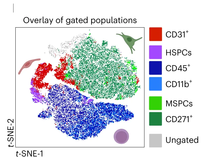 Open access visualization of Scatter Plot, UMAP, PCA, t-SNE Projection, Cell Population