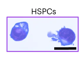 Open access visualization of Microscopy, Bright-field Microscopy, Cell Sorting, May-Gruenwald-Giemsa Staining, HSPCs
