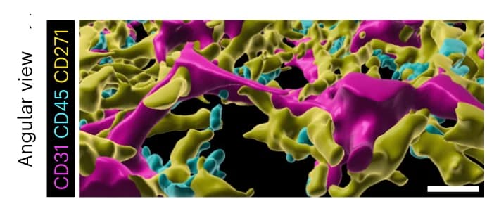 Open access visualization of 3D Plot, 3D Architecture, Confocal Microscopy, Cellular Interactions