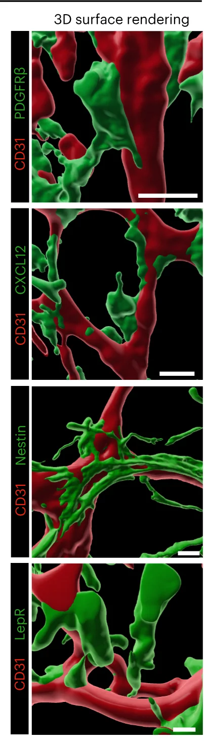 Open access visualization of 3D Plot, 3D Surface Rendering, Mesenchymal Niche Cells, Vessels