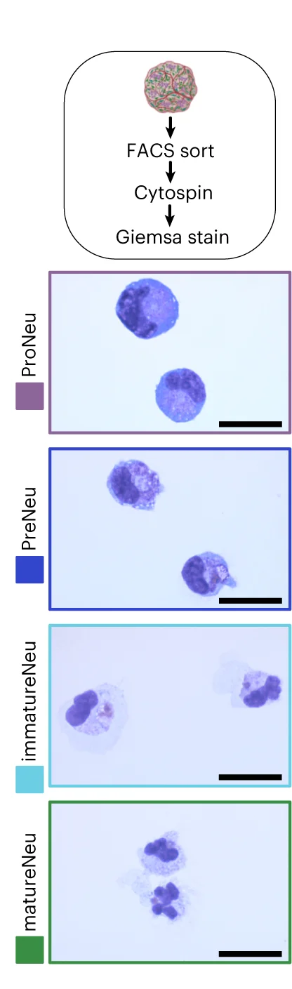 Open access visualization of Workflow, Microscopy, May-Gruenwald-Giemsa Staining, BMOs, Neutrophil Progenitors