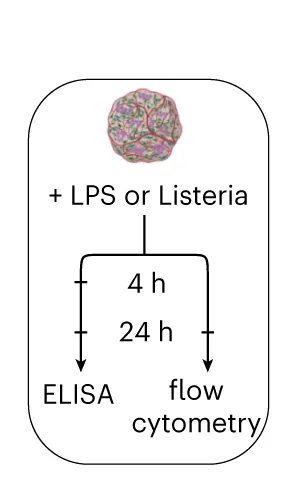 Open access visualization of Workflow, Flowchart, Illustration, Experimental Layout, Inflammation Model