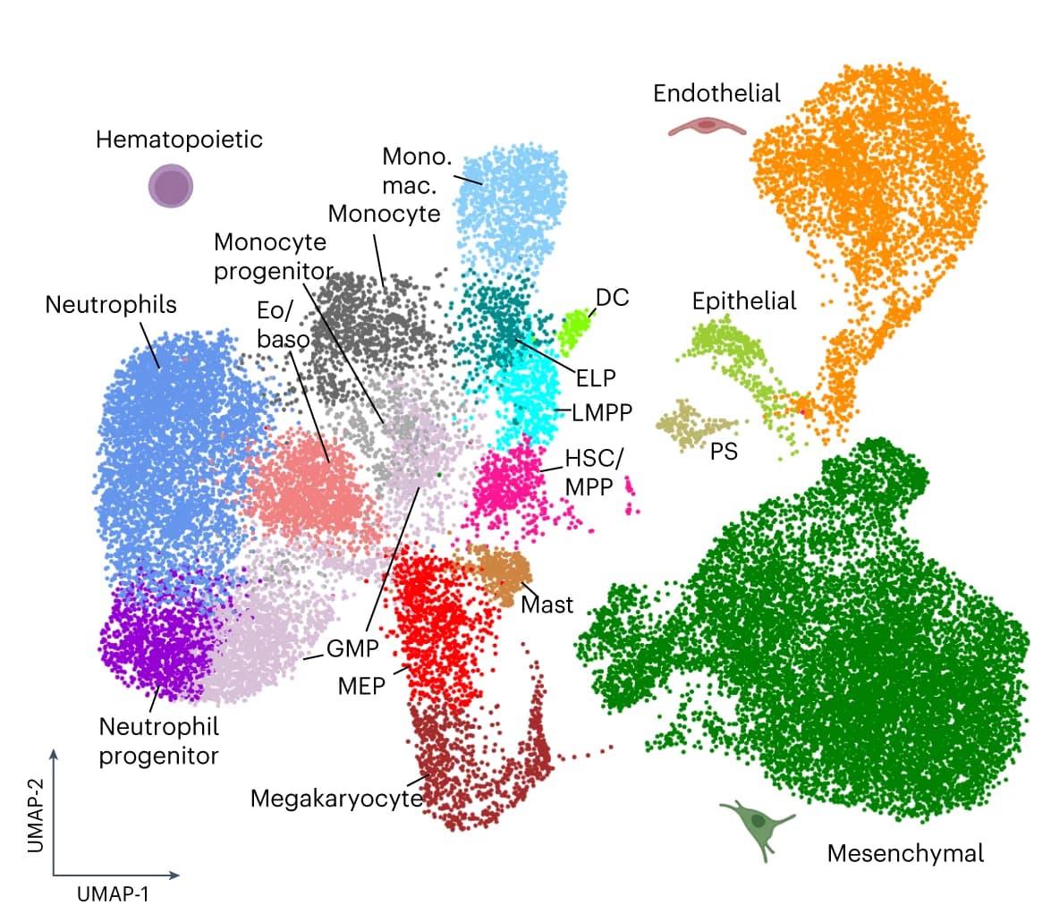 Open access visualization of UMAP, Scatter Plot, Cell Type Annotation, Eosinophil/Basophil, Granulocyte/Monocyte-Progenitor