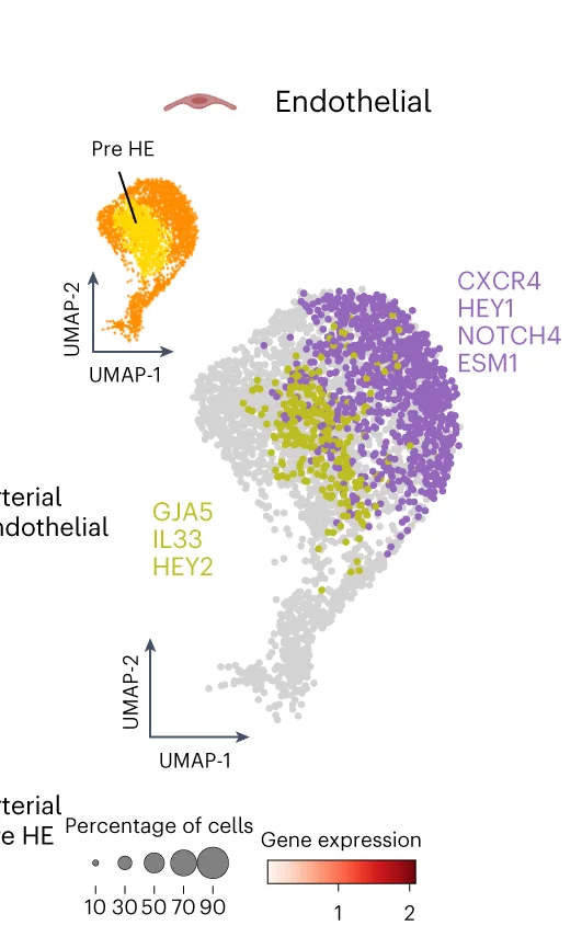 Open access visualization of UMAP, Scatter Plot, Bubble Plot, Arterial Endothelial Cells, Pre-HE Cells