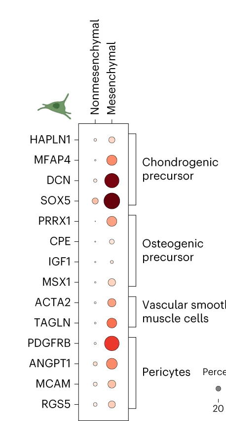 Open access visualization of Bubble Plot, Marker Genes, Mesenchymal Cell Clusters