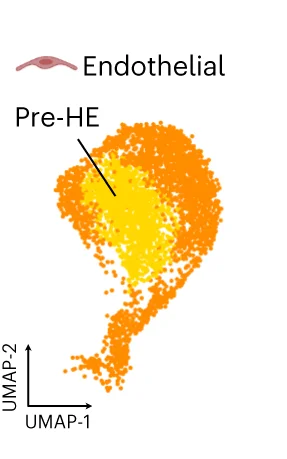 Open access visualization of UMAP, UMAP Projection, Endothelial Cluster, Pre-HE Subpopulation