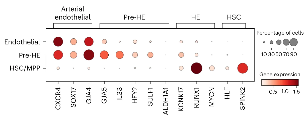 Open access visualization of Bubble Plot, Heatmap, Dotplot, Gene Expression, Arterial ECs